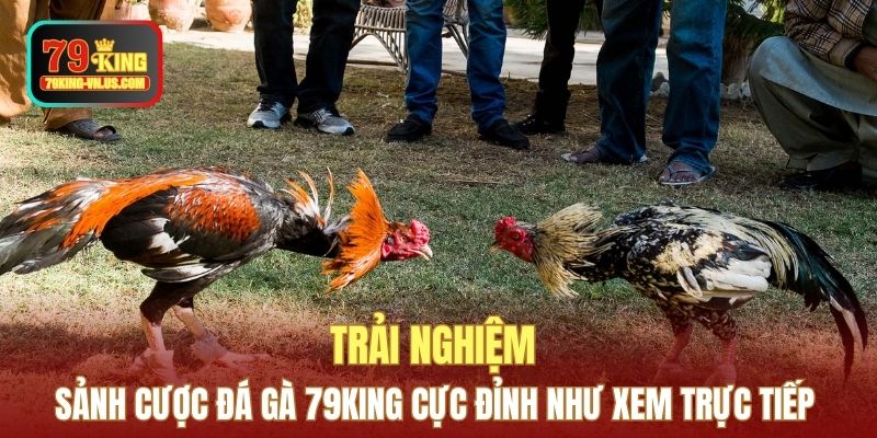 Trải nghiệm sảnh cược Đá gà 79KING cực đỉnh như xem trực tiếp 